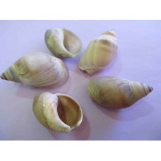 Shells